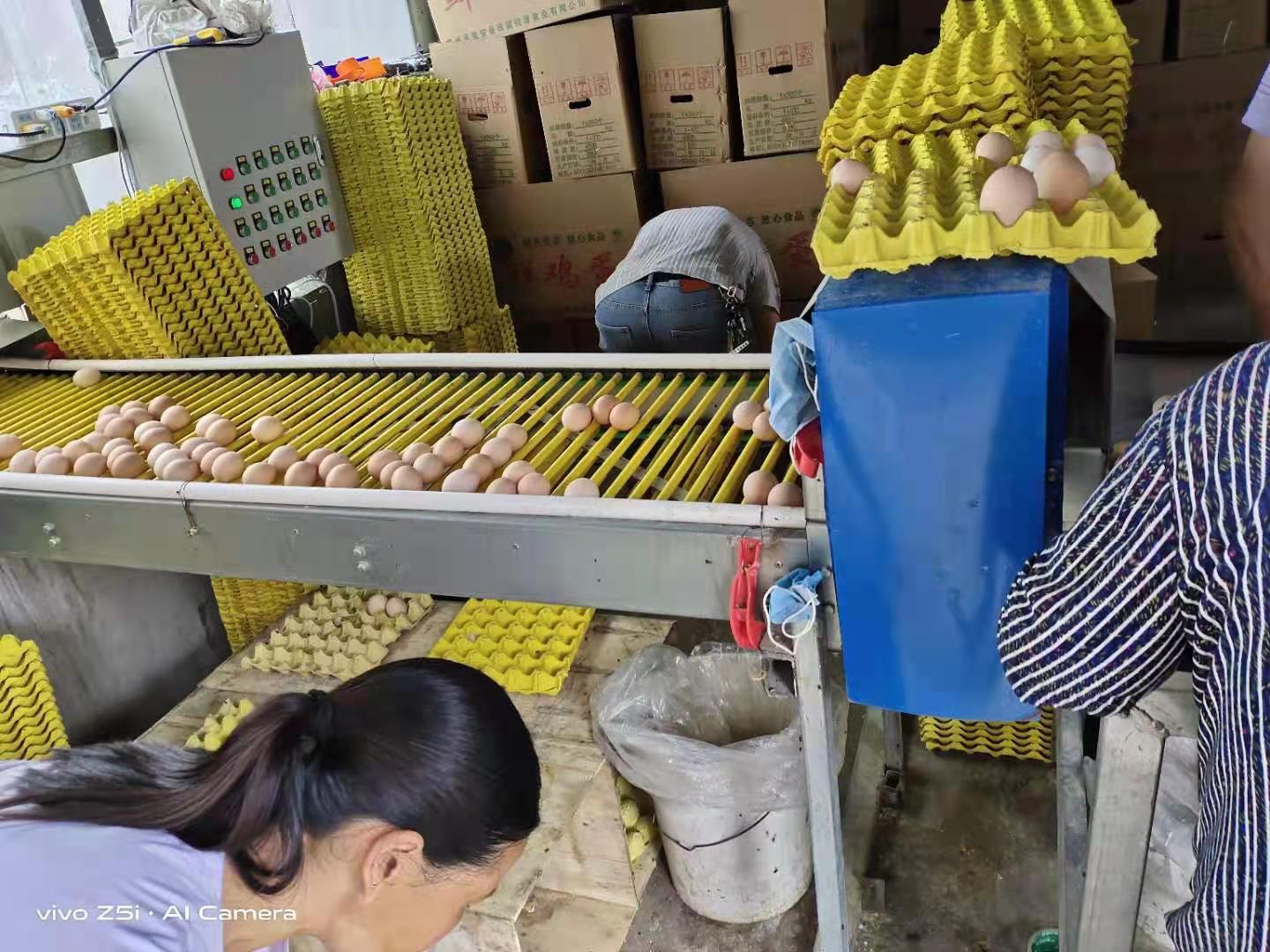 籠養雞需要什么環境條件？